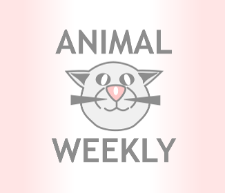 Animal Weekly